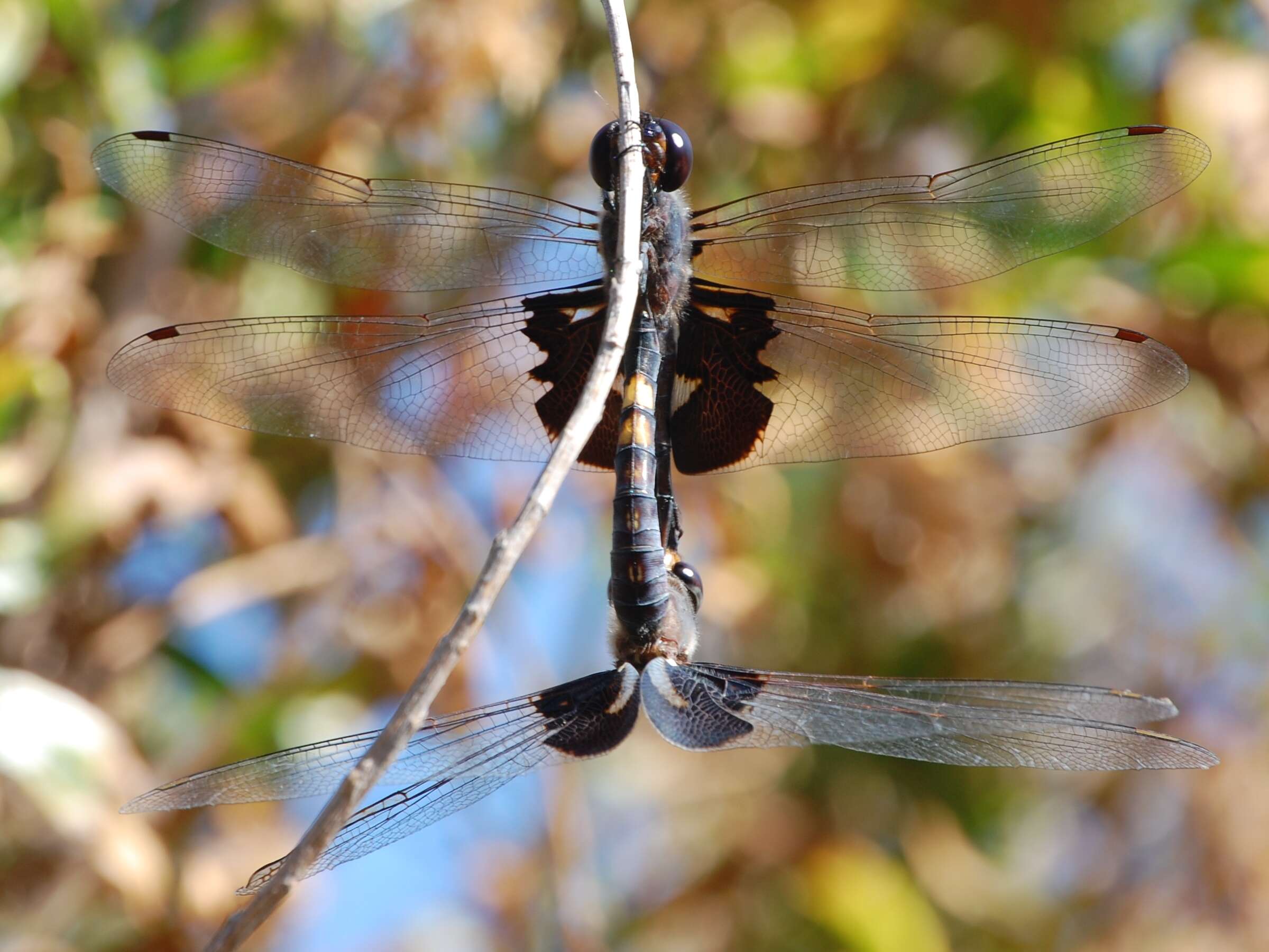 Image of Saddlebags gliders