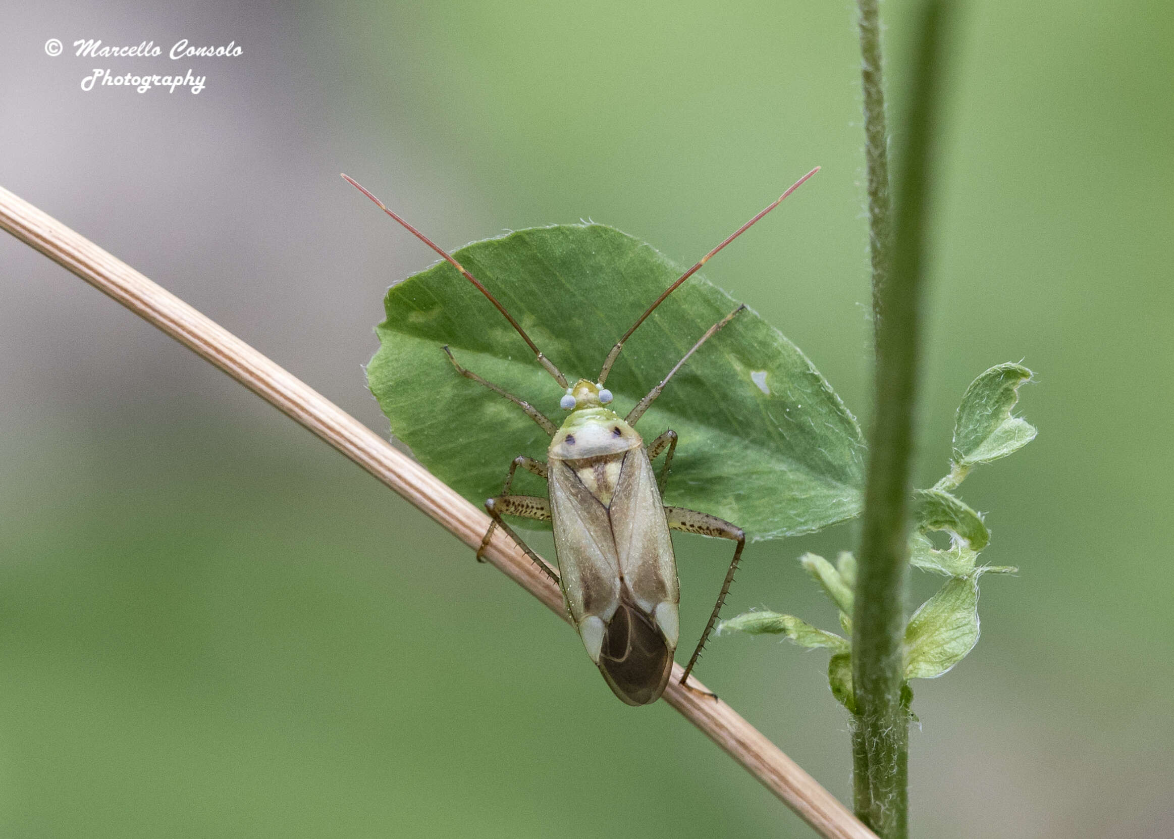 Image of Adelphocoris