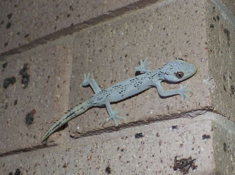 Image of spiny-tailed geckos