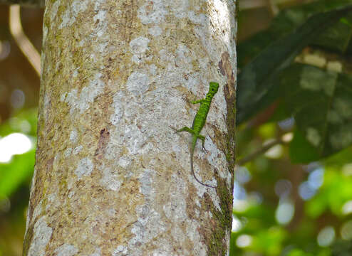 Image of Draco Lizards