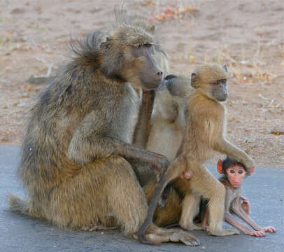 Image de Babouin chacma