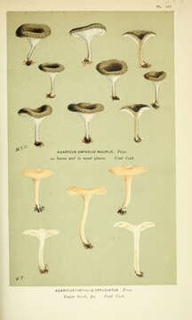 Image de Omphalina offuciata (Fr.) Bon 1996