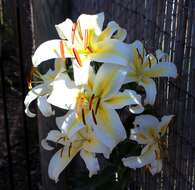 Lilium speciosum Thunb. resmi