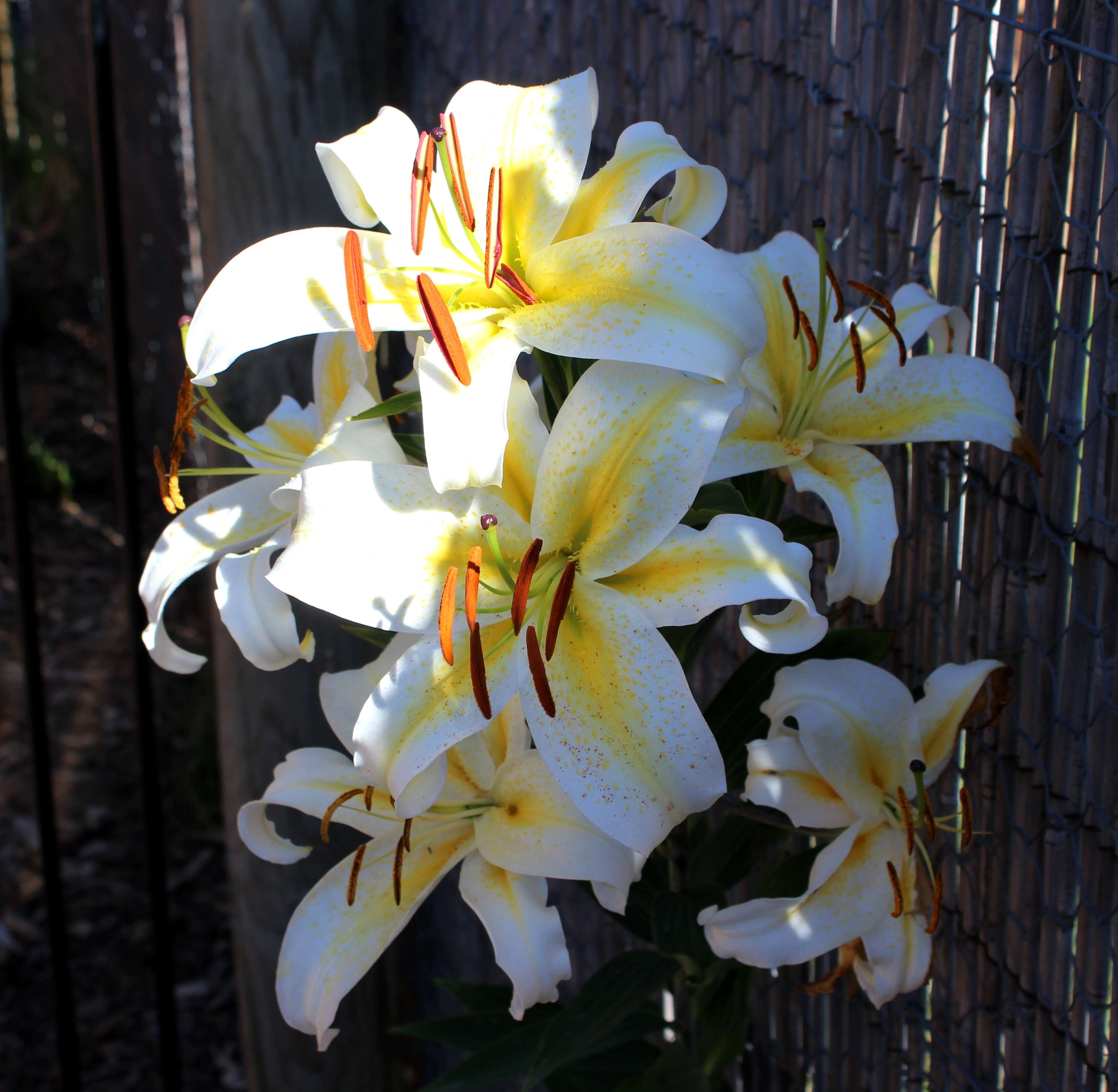 Lilium speciosum Thunb. resmi