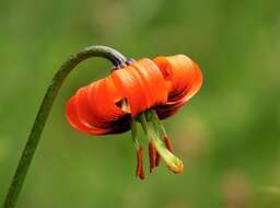 Image of Lilium albanicum Griseb.