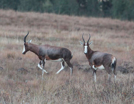 Image of Blesbok