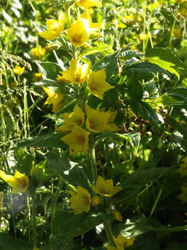 Слика од Lysimachia punctata L.