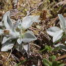 Plancia ëd Argyrotegium mackayi (Buchan.) J. M. Ward & Breitw.