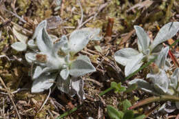 Image de Argyrotegium mackayi (Buchan.) J. M. Ward & Breitw.