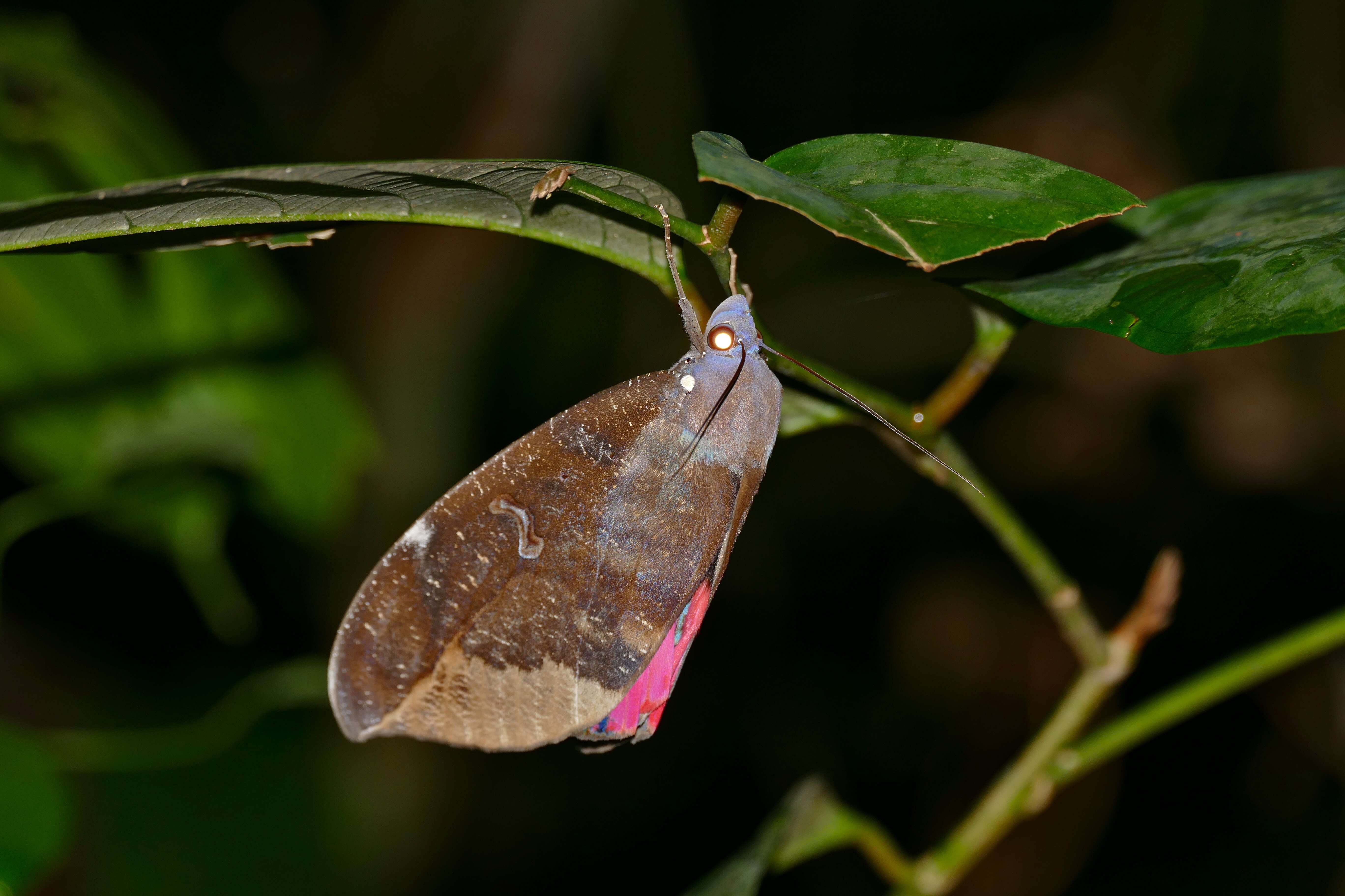 Image of Fruit-piercing Moths