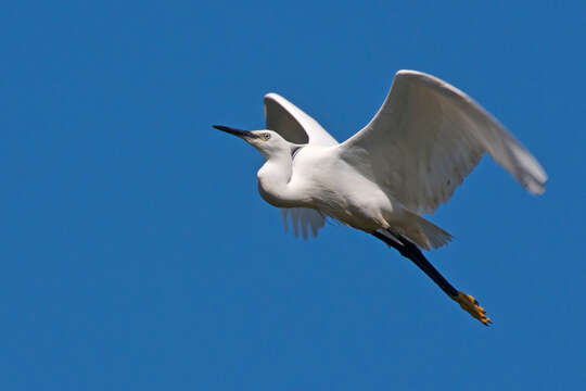 Image of Little Egret