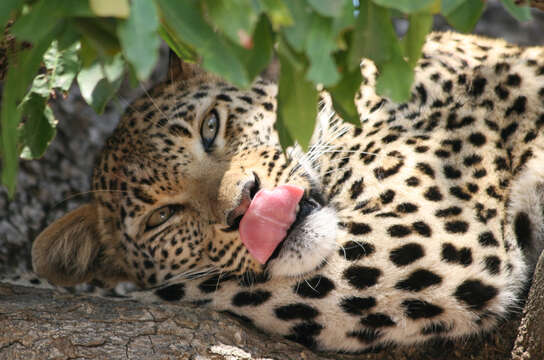 Image of Leopard