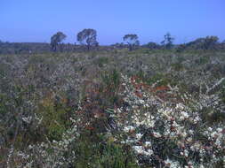 Imagem de Hakea teretifolia (Salisb.) Britten