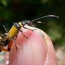 Image of Chauliognathus imperialis