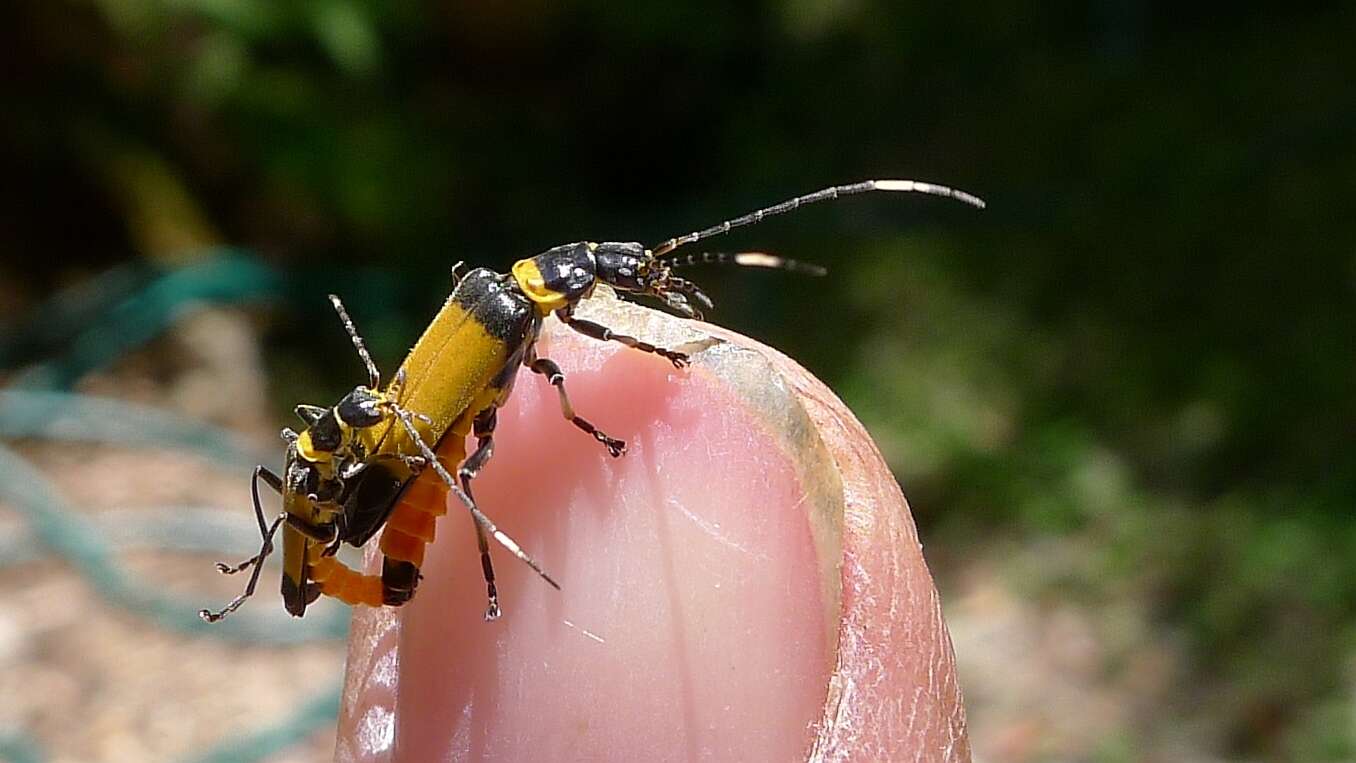 Imagem de Chauliognathus imperialis