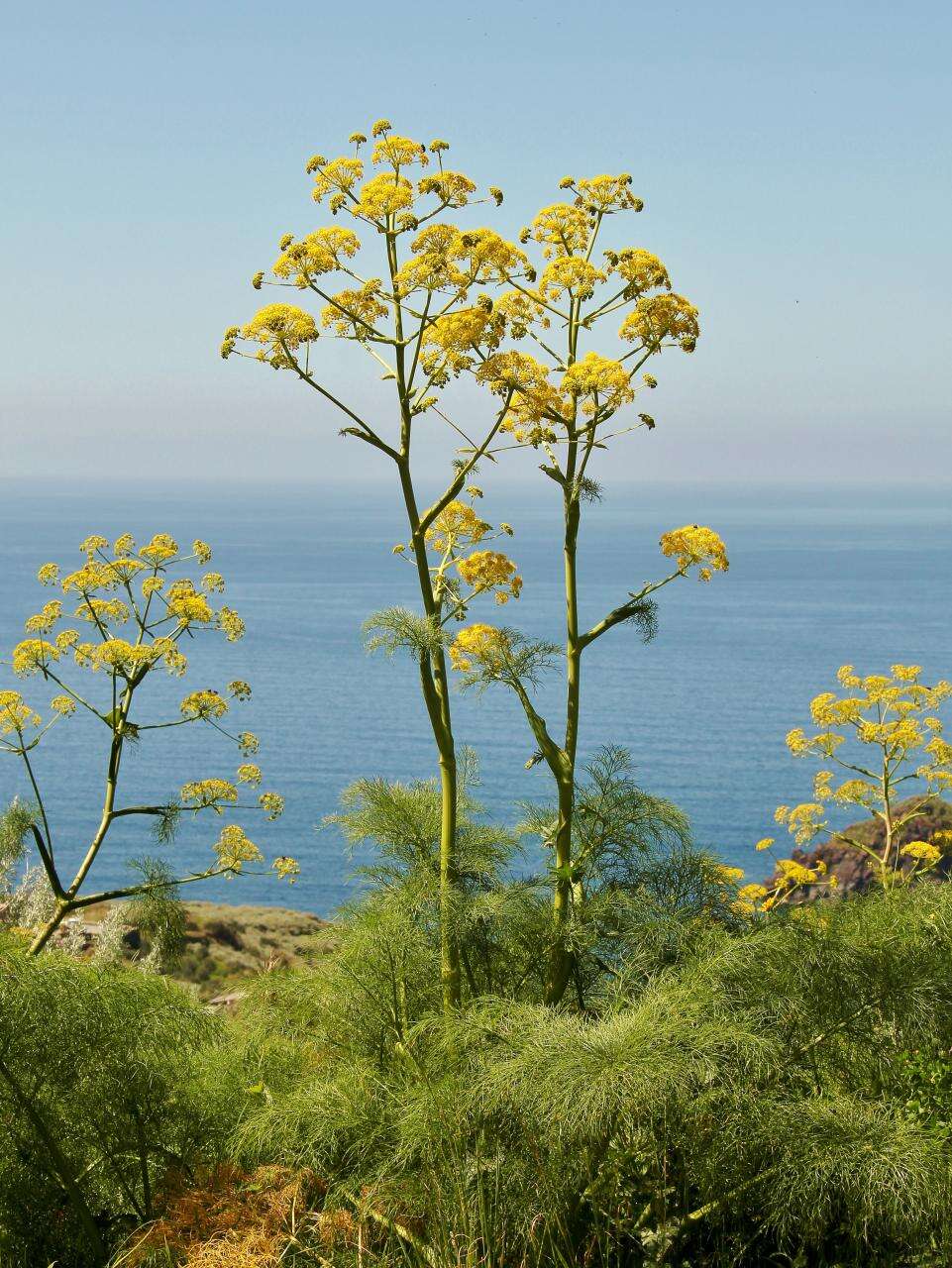 Image of Giant Fennel