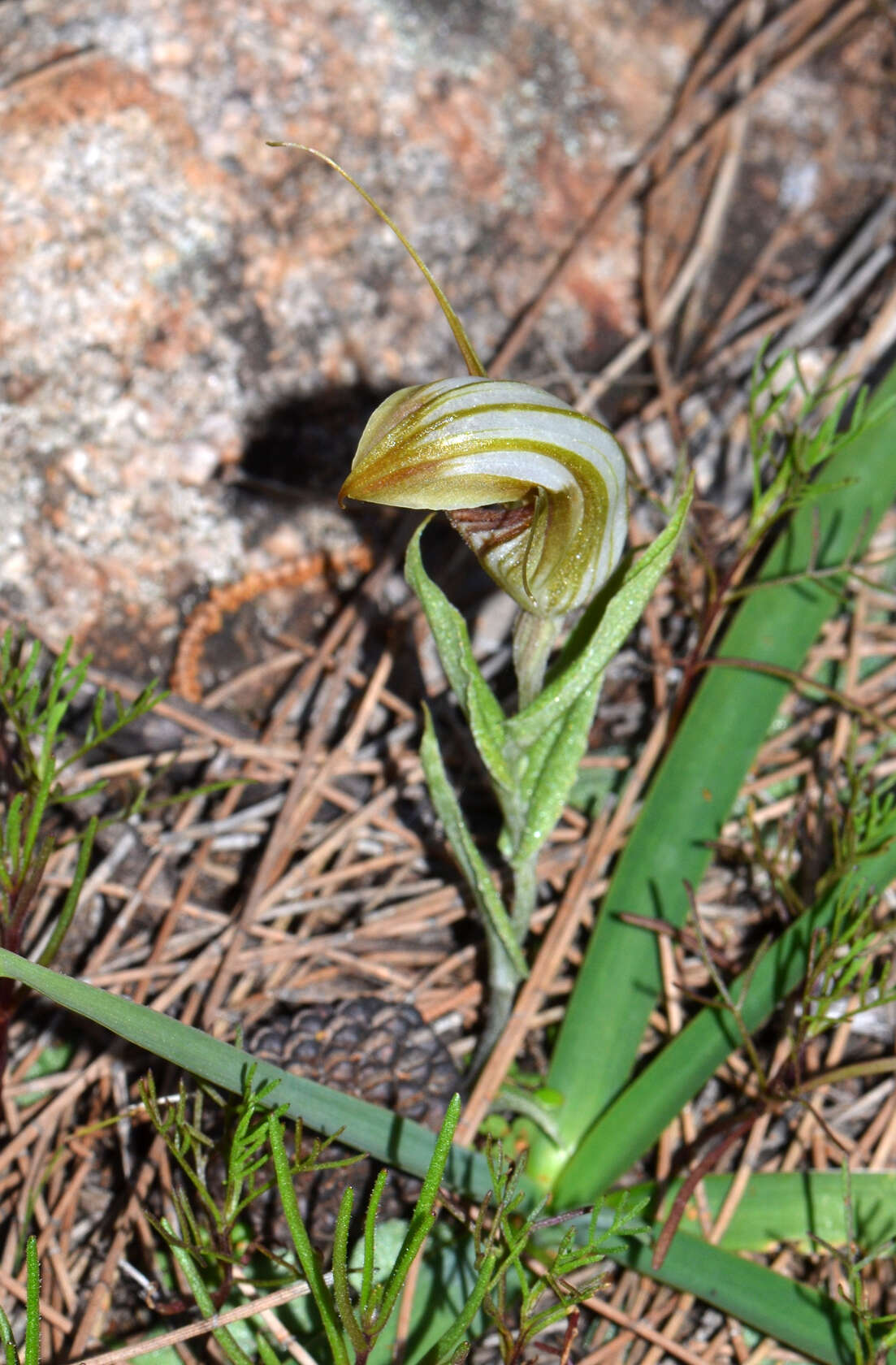 Image of Red-veined shell orchid