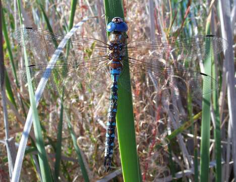 Image of Blue-eyed Darner