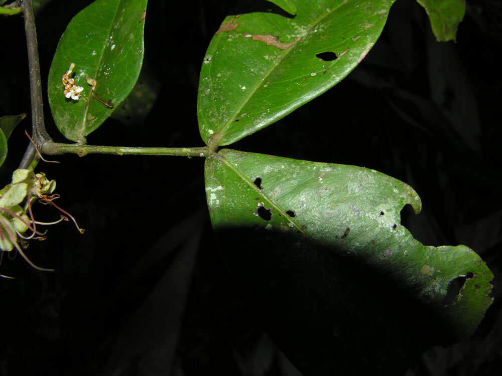 Image of Macrolobium costaricense W. C. Burger