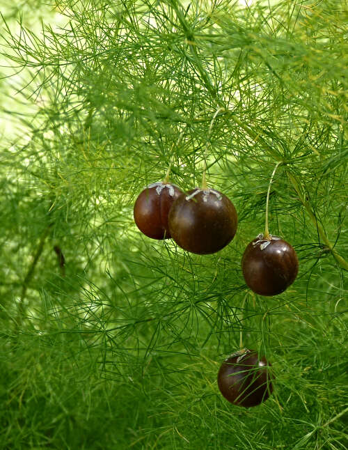 Image of Asparagus tenuifolius Lam.