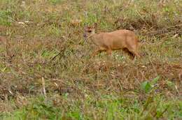 Image of Brocket Deer sp.