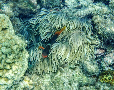 Image of Cinnamon clownfish