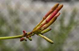 Imagem de Oenothera gaura W. L. Wagner & Hoch