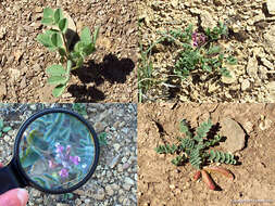 Image of Paradox milkvetch