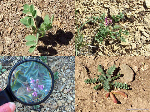 Imagem de Astragalus holmgreniorum R. C. Barneby