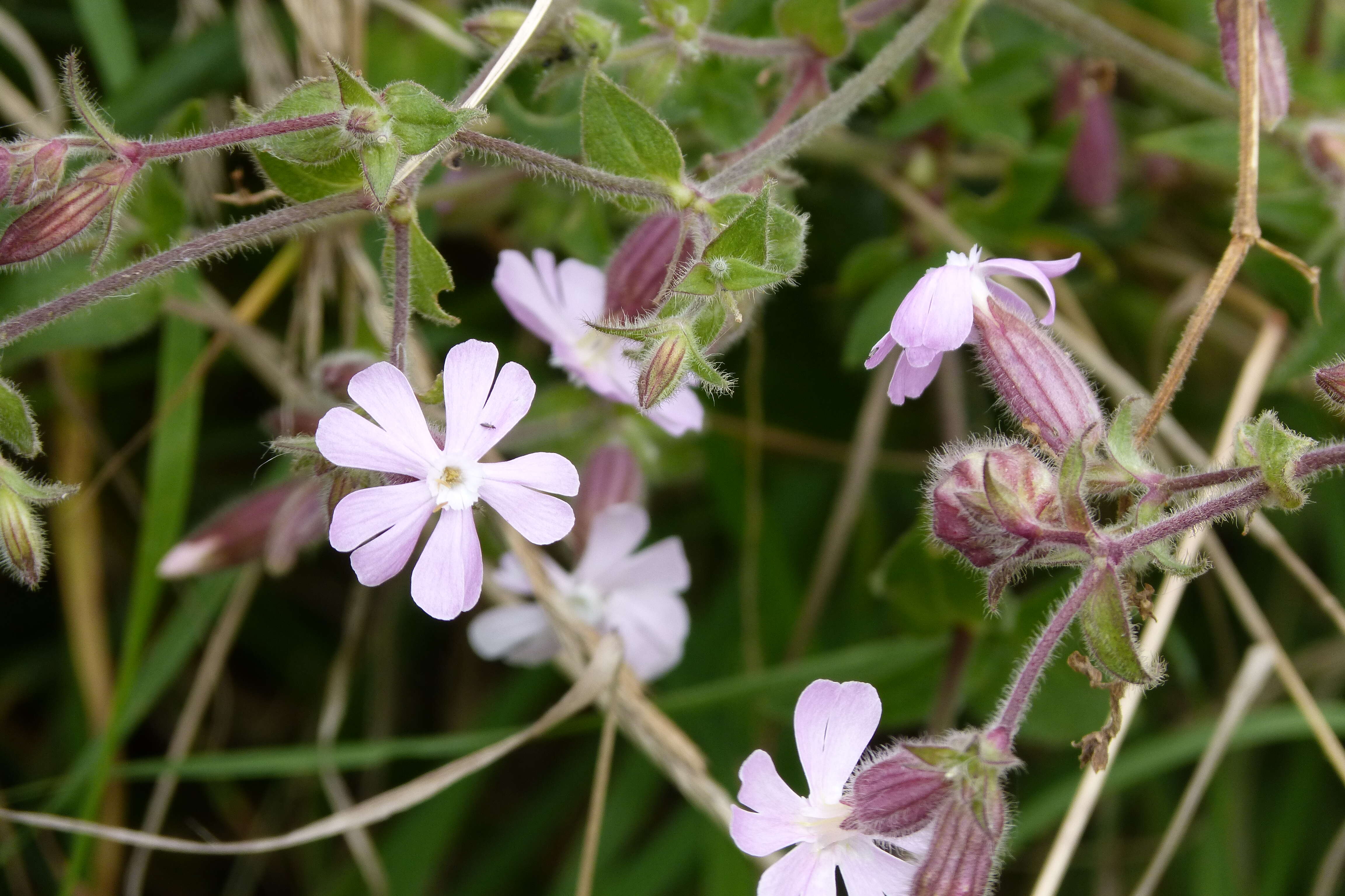 Plancia ëd Silene