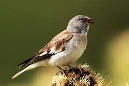 Image of Snow Finch