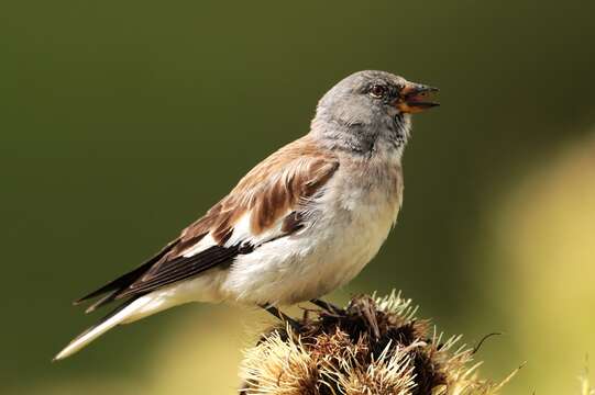 Image of Snowfinch