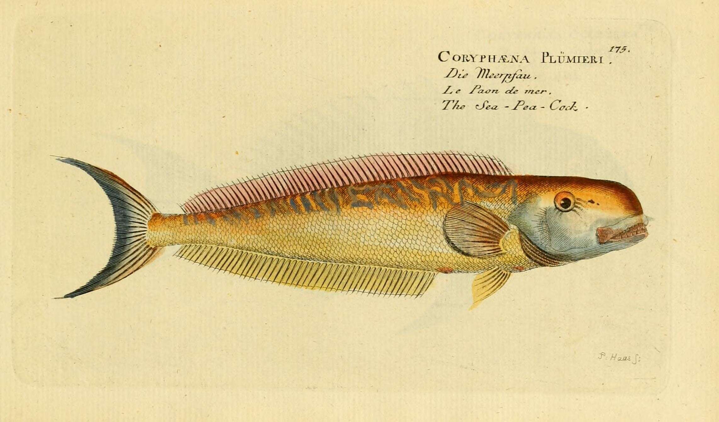 Image of Tilefish