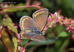 Image of common blue