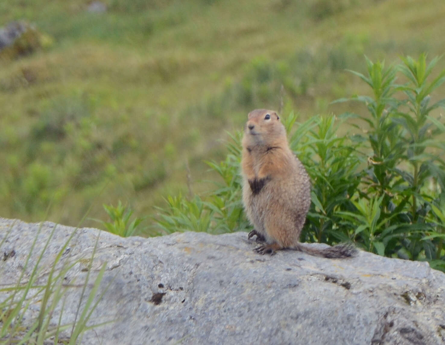 Image of Arctic ground squirrel