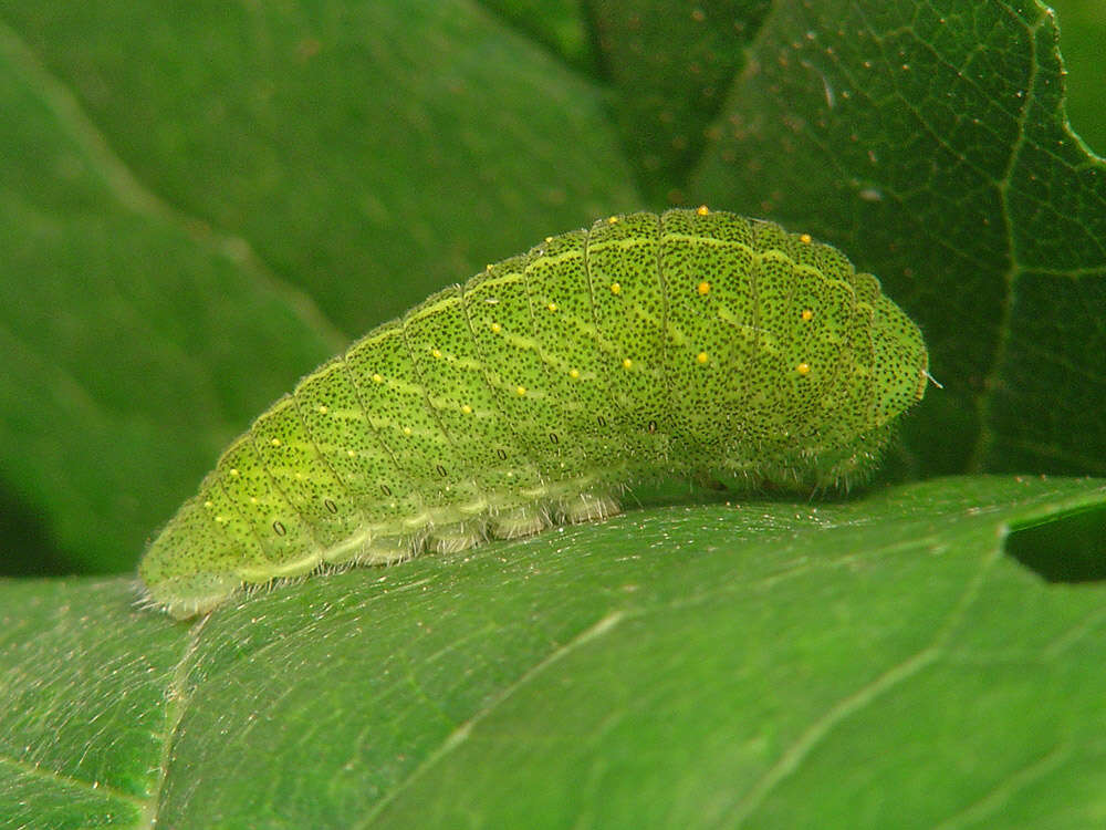 Image of Iphiclides