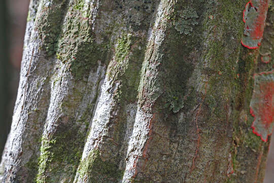 Image of American hornbeam