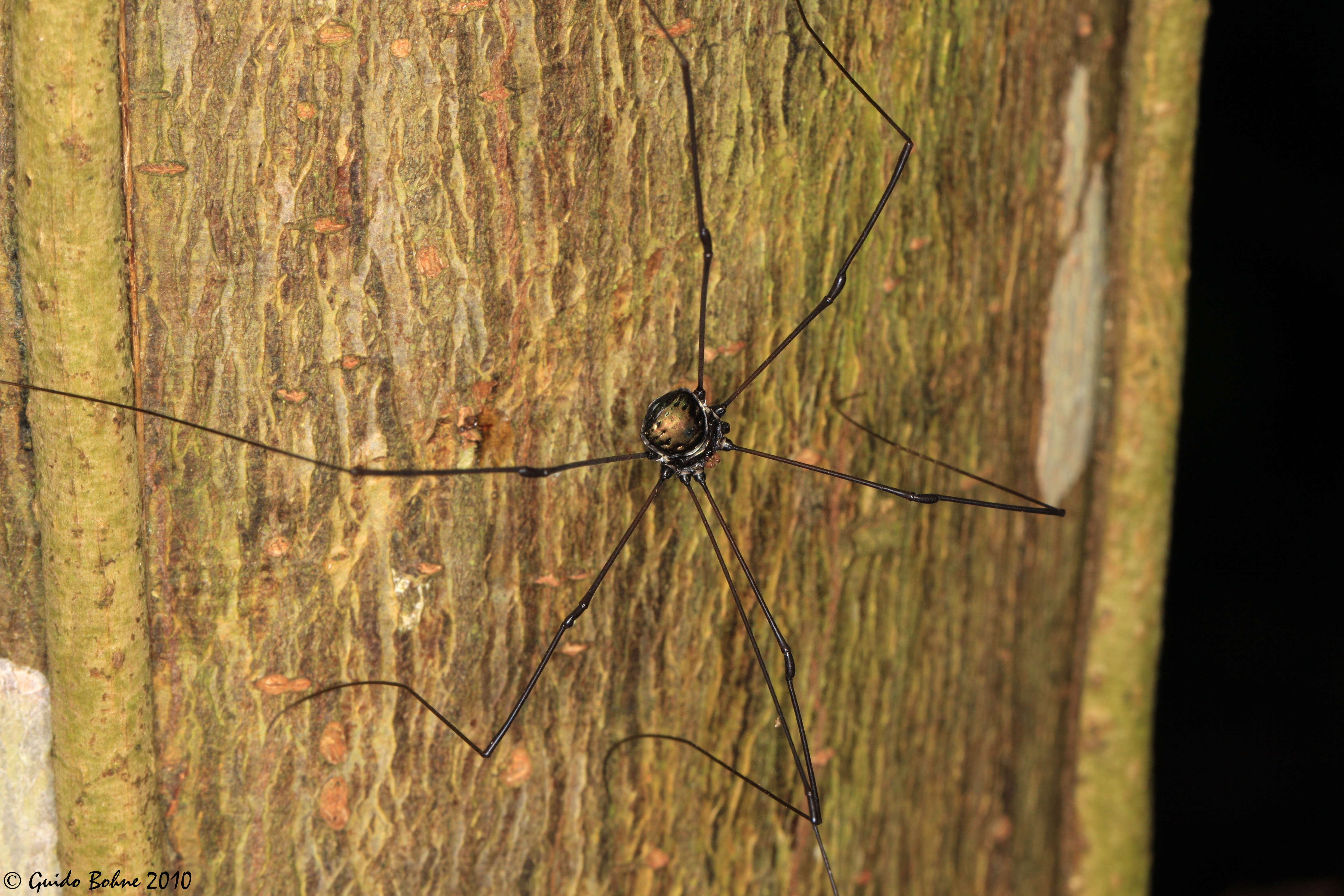 Image of Phalangioidea