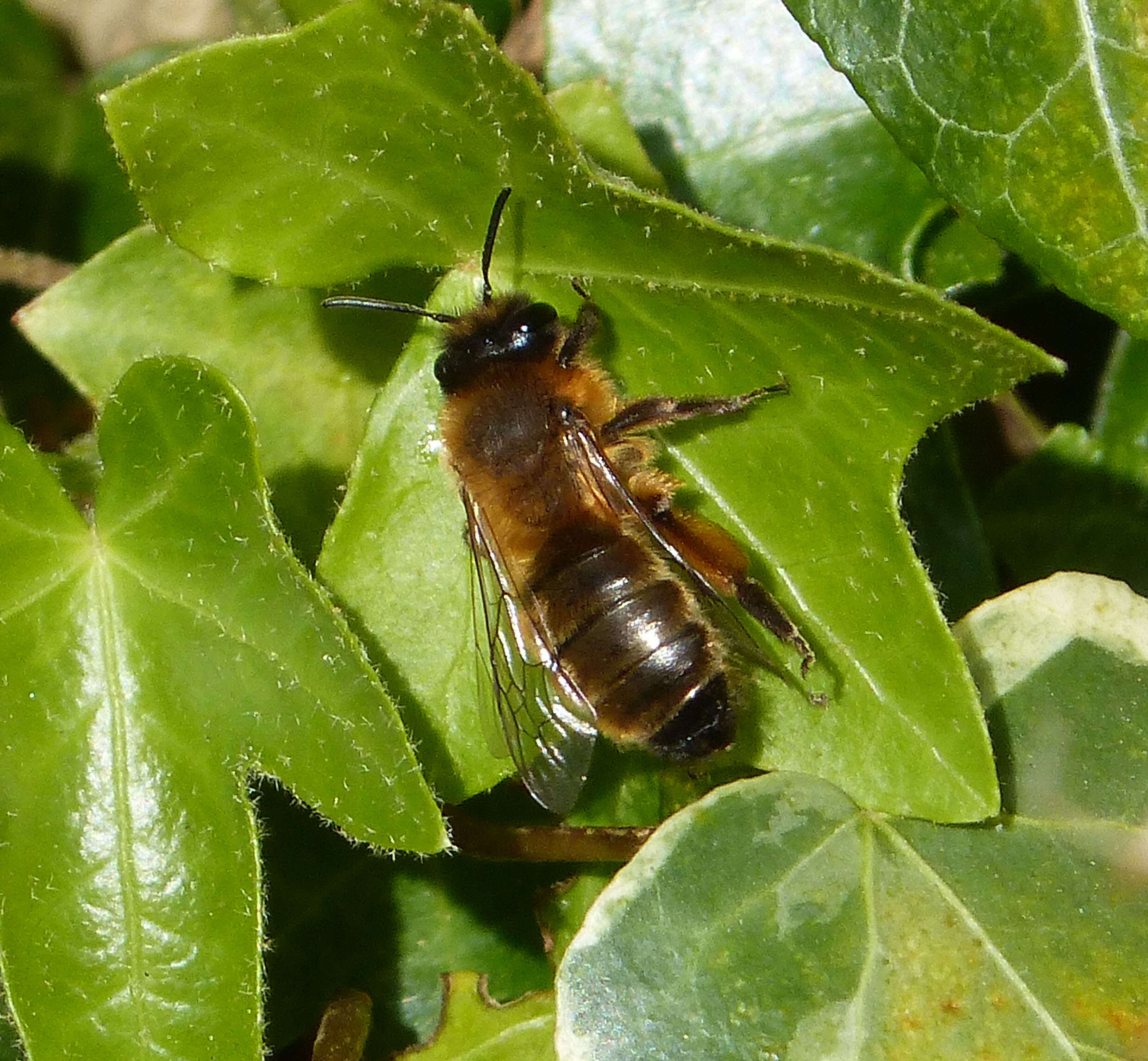 Image of Andrena nigroaenea (Kirby 1802)