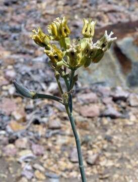 Image of milkweed