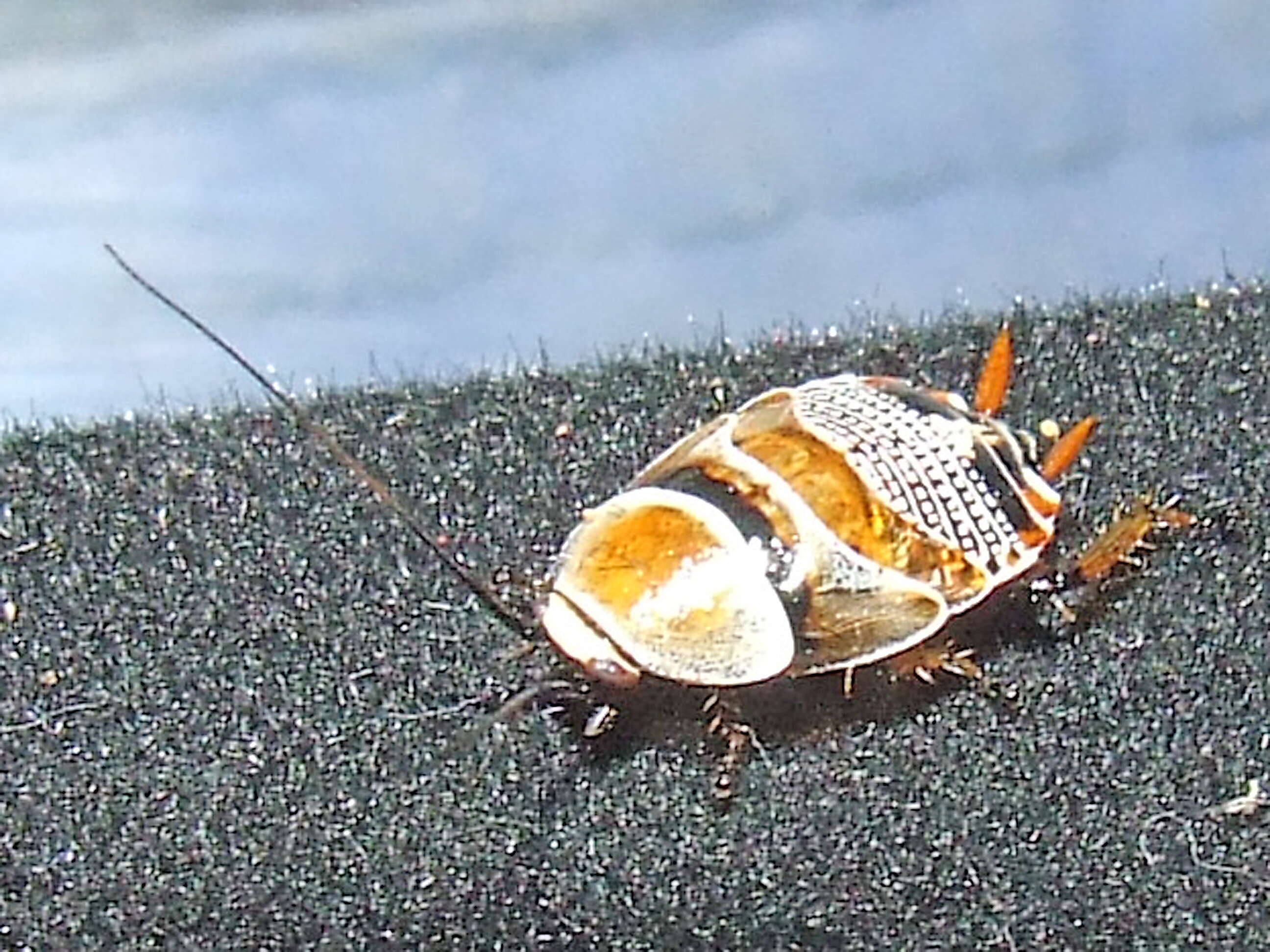 Image of Ellipsidion