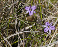 Image of Fringe lily