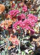 Imagem de Eriogonum grande Greene