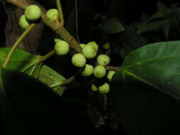 Image of Ficus colubrinae Standl.