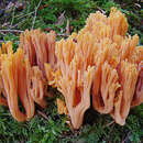 Ramaria rubribrunnescens Marr & D. E. Stuntz 1974 resmi