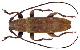 Image of Atelais modesta (Pascoe 1865)