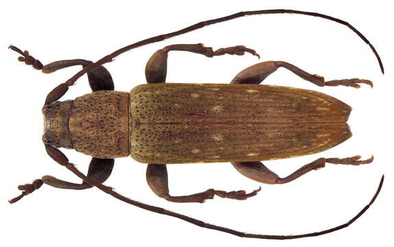 Image of Atelais modesta (Pascoe 1865)