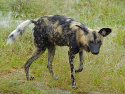 Image of African Wild Dog