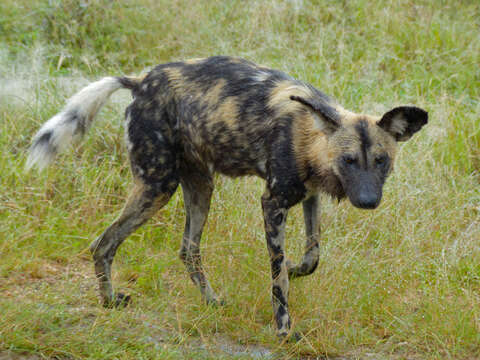 Imagem de Cão-caçador-africano