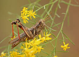 Melanoplus propinquus Scudder & S. H. 1897的圖片